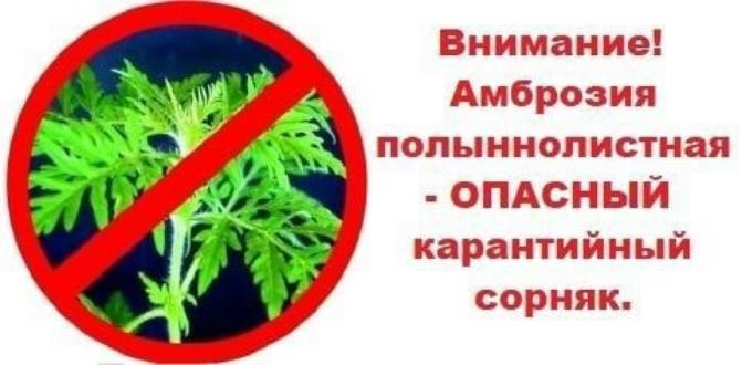 Амброзия